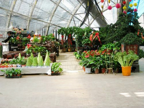 盆栽蘭花養殖養護管理方法