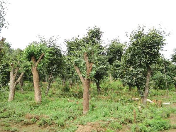 實(shí)景展示28