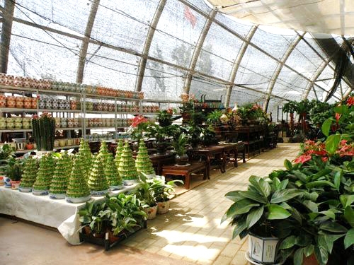 盆栽蘭花養殖養護管理方法