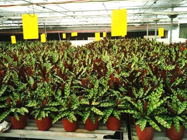 濟寧市兗州區興隆農業科技示范有限公司網站改版升級