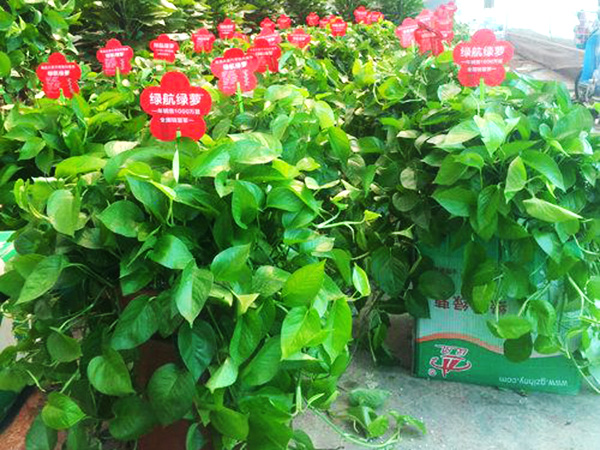 興隆花卉大世界網站小編普及:綠蘿的養殖方法和注意事項