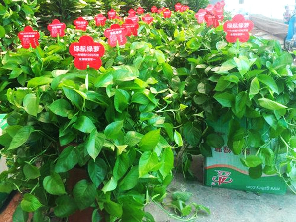 興隆花卉大世界網站小編普及：綠蘿的養殖方法和注意事項