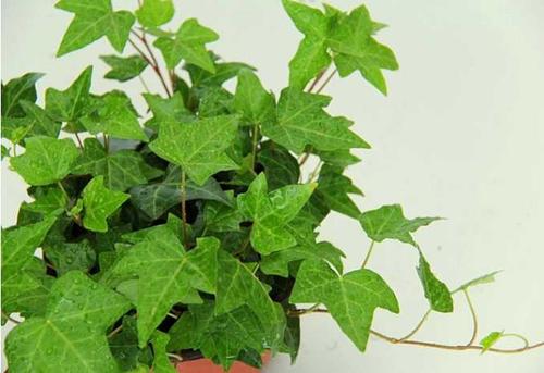 興隆花卉小編本次先給大家總結4種較為好養的適合在室內種植的植物