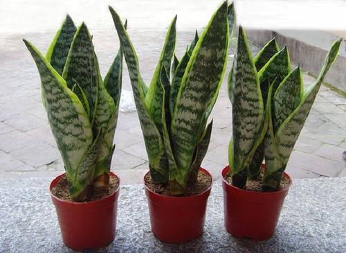 興隆花卉小編本次先給大家總結4種較為好養的適合在室內種植的植物