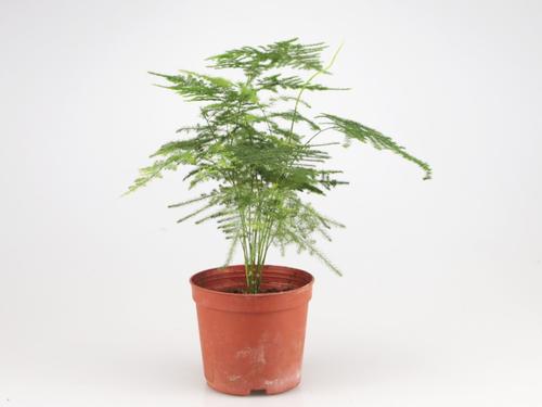 興隆花卉小編本次先給大家總結4種較為好養的適合在室內種植的植物