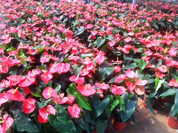 濟(jì)寧比較大的花卉批發(fā)市場在哪里？兗州興隆花卉大世界