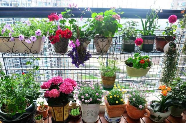 養花的5個好處，堪比人生財富，賺大了！